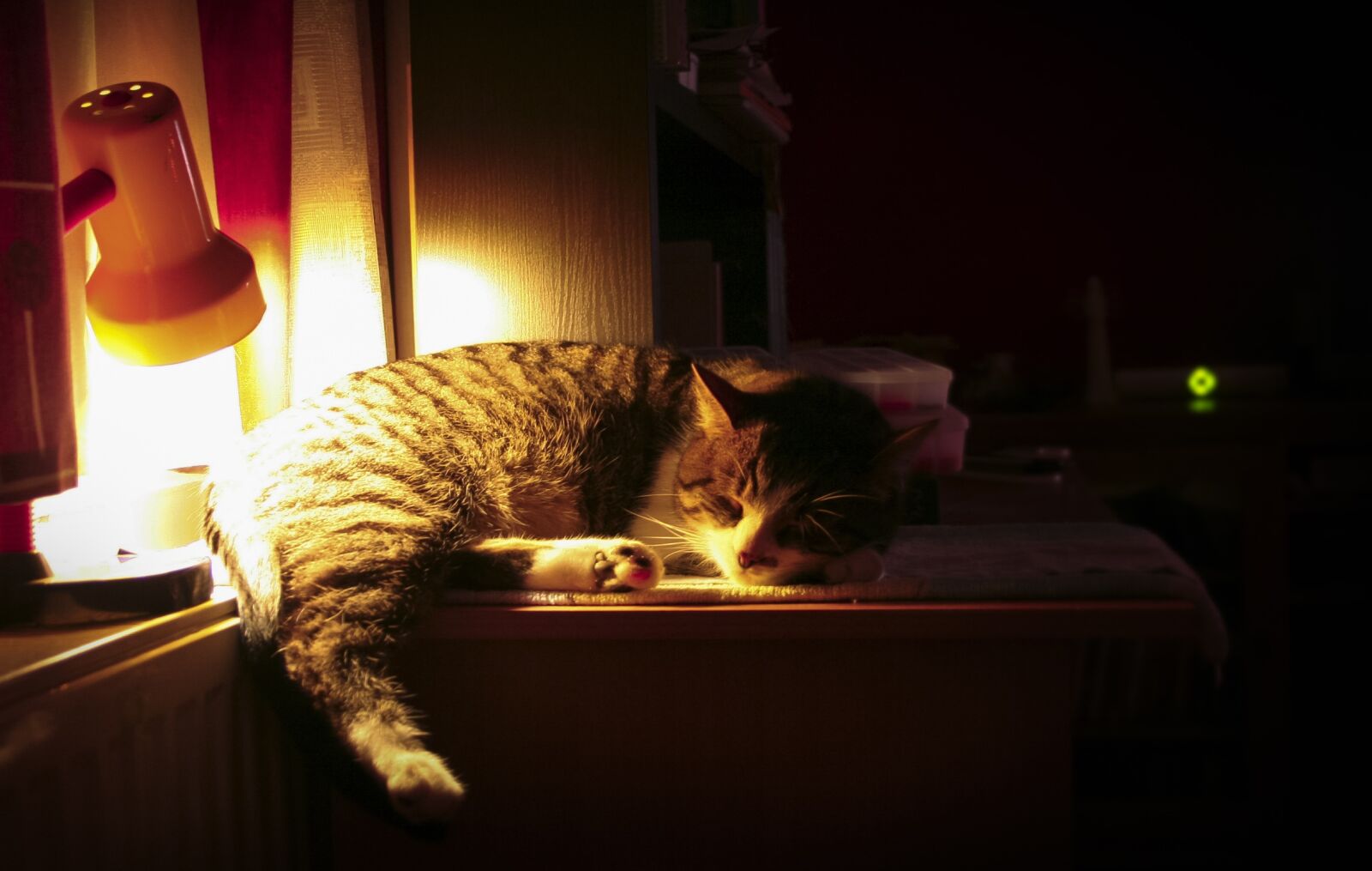 Canon EOS 350D (EOS Digital Rebel XT / EOS Kiss Digital N) sample photo. Cat, night, sleeping photography