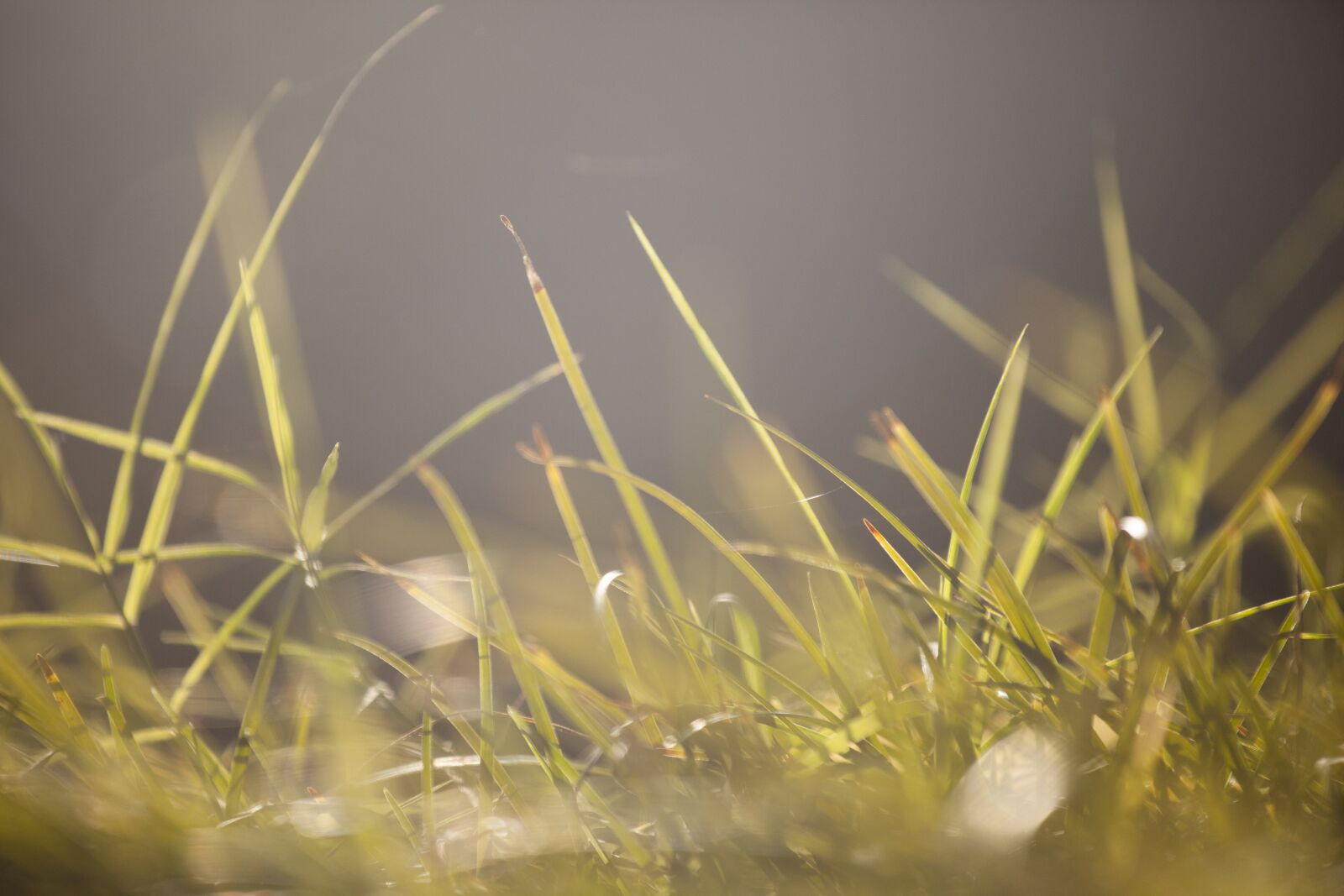 Canon EOS 5D Mark II + Canon EF 70-200mm F4L IS USM sample photo. Grass, macro, texture photography