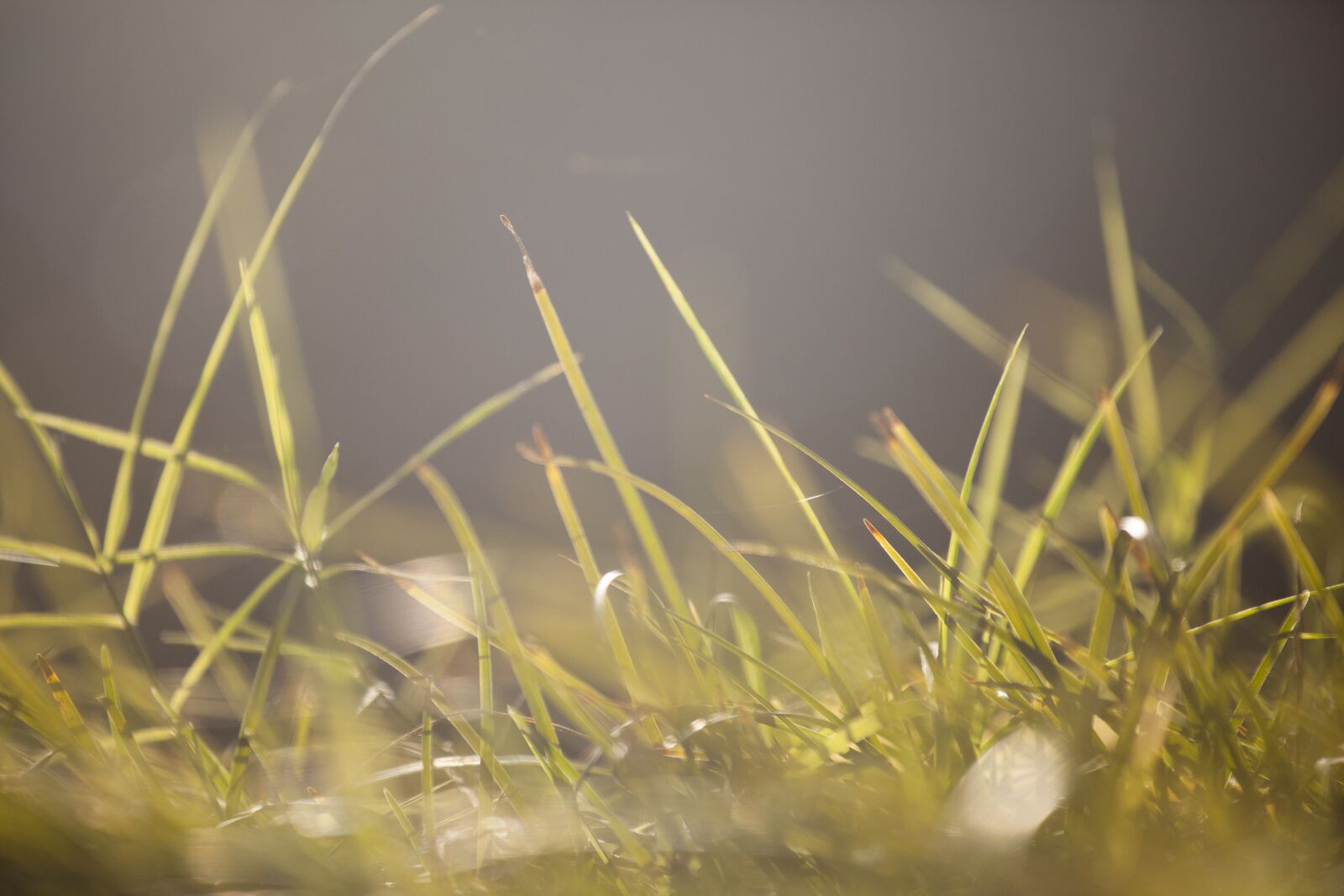 Canon EF 70-200mm F4L IS USM sample photo. Grass, macro, texture photography
