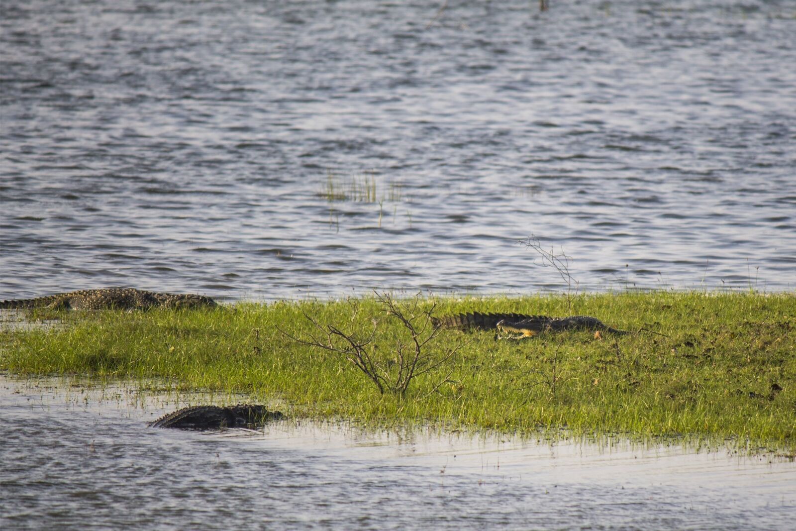Canon EOS 1100D (EOS Rebel T3 / EOS Kiss X50) sample photo. Crocodiles, alligators, reptile photography