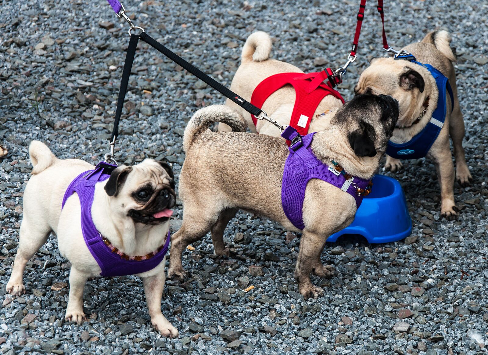 Nikon D5000 sample photo. Dog, pet, cute photography