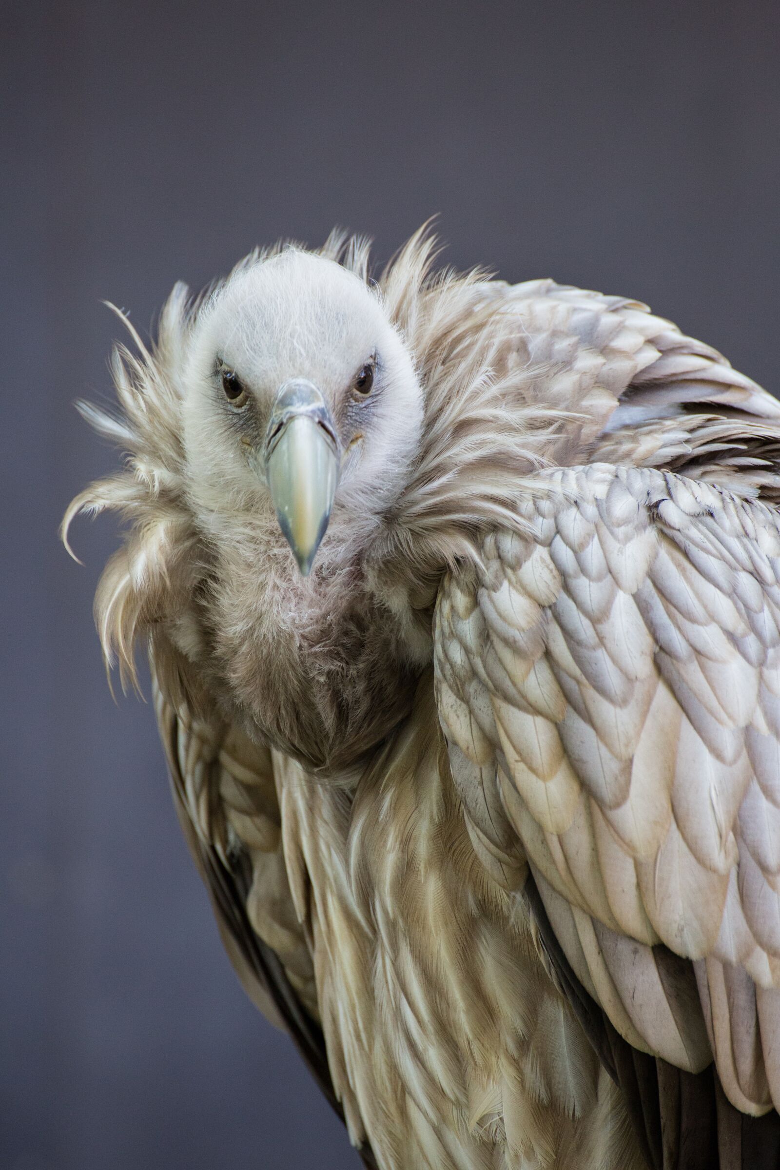 Canon EOS 5D Mark III sample photo. Bird, feather, animal world photography