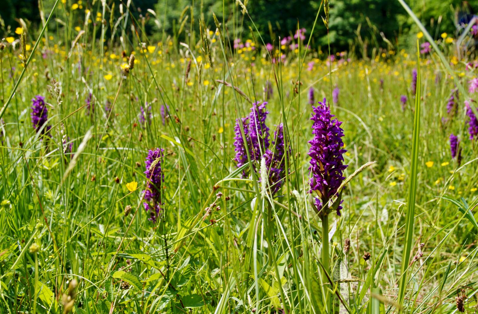Sony SLT-A58 sample photo. Orchid, meadow, orchidea photography