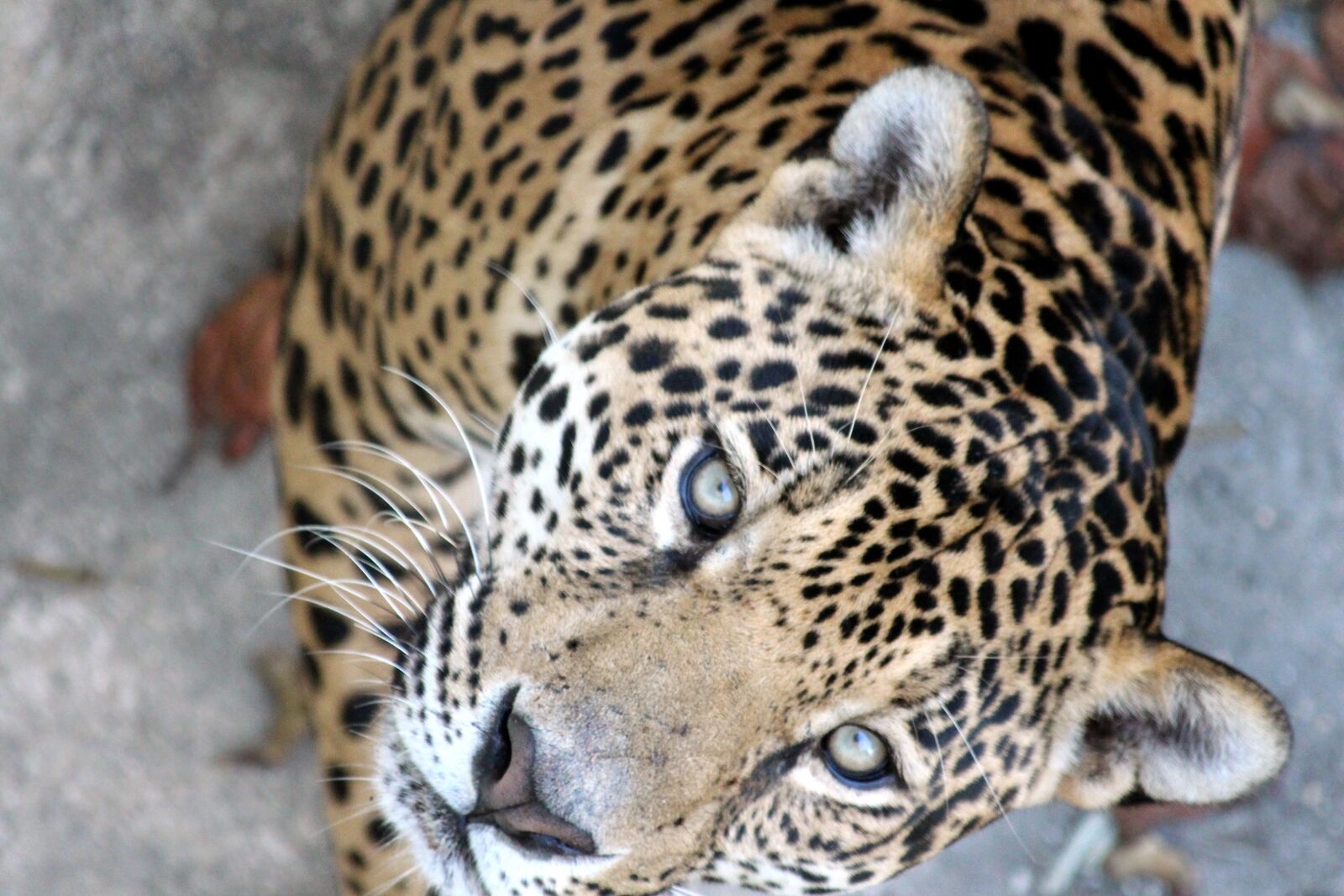 Canon EOS 650D (EOS Rebel T4i / EOS Kiss X6i) sample photo. Jaguar, panthera onca, predatory photography