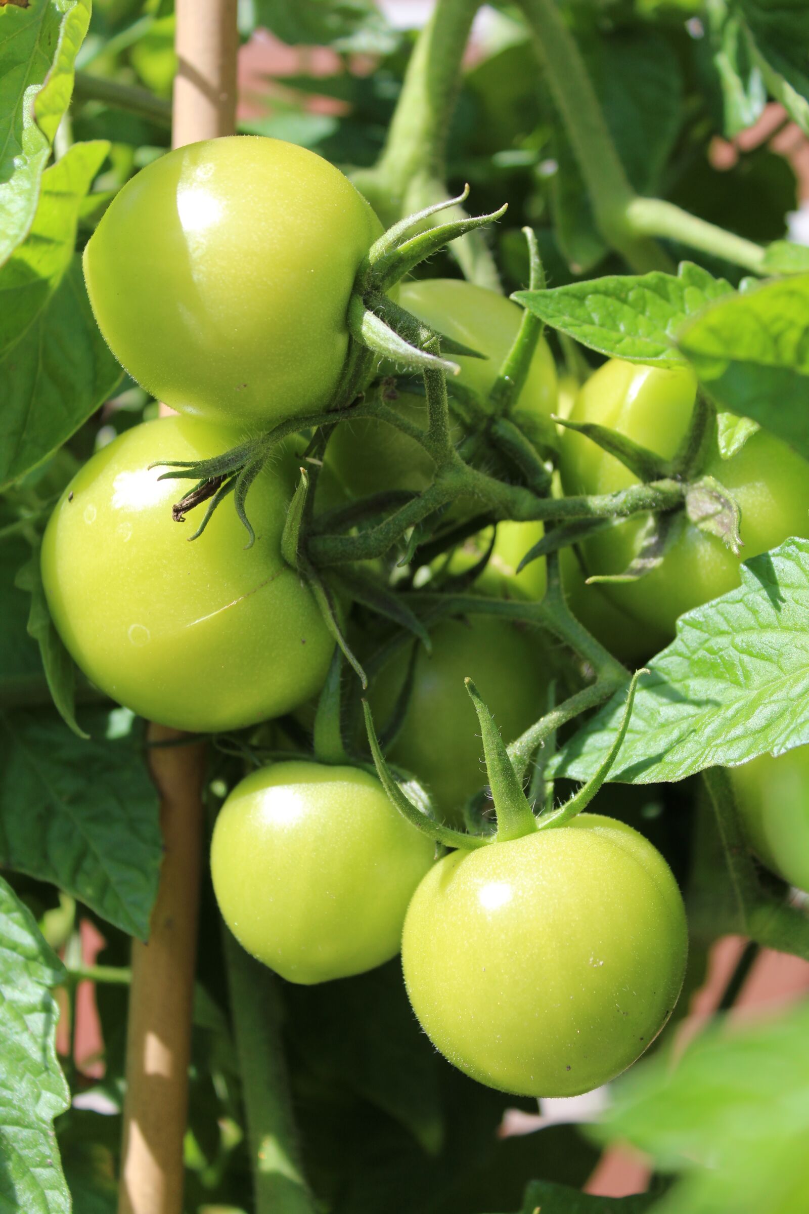 Canon EOS 1200D (EOS Rebel T5 / EOS Kiss X70 / EOS Hi) sample photo. Tomatoes, green, immature photography