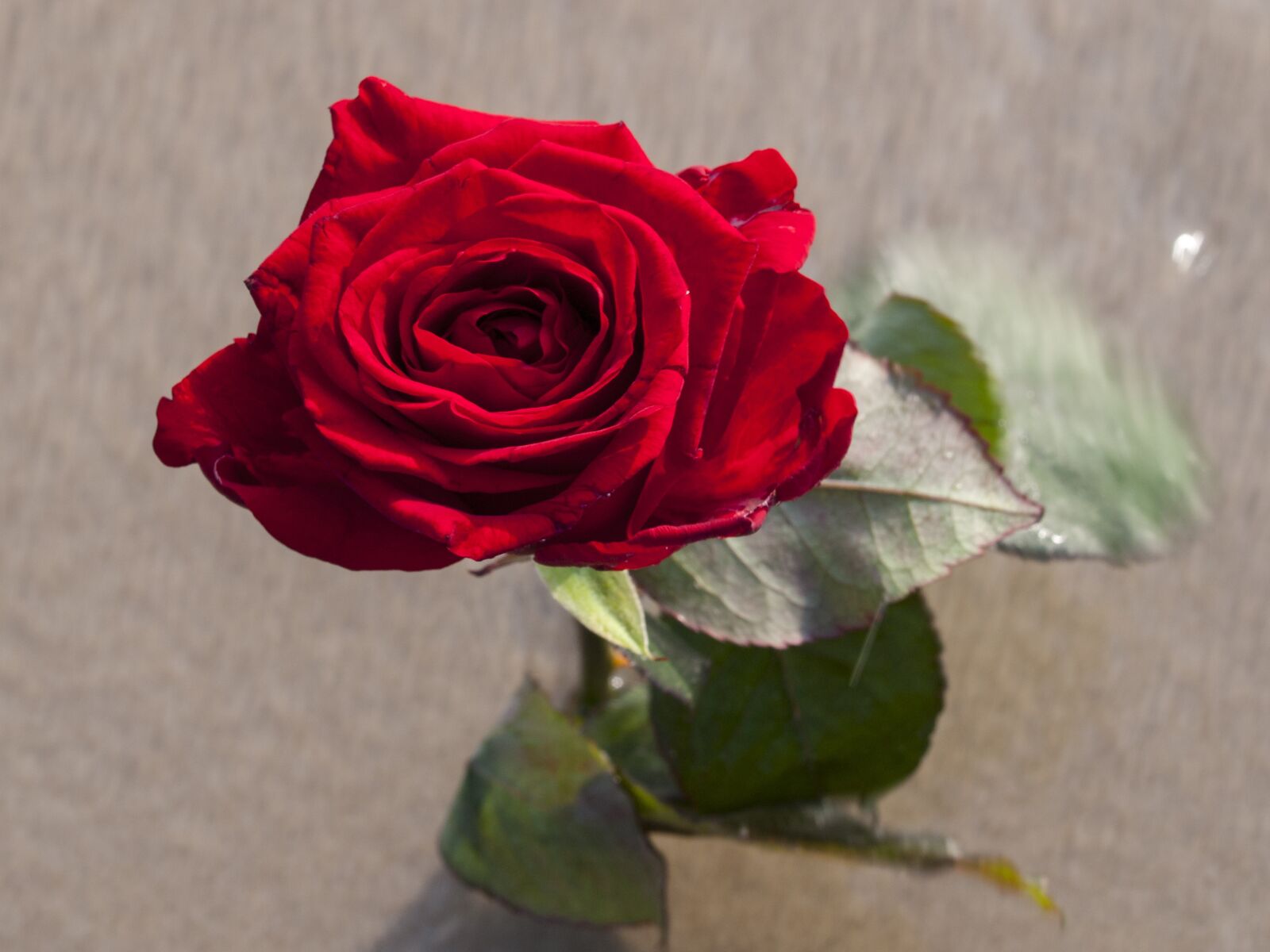 OLYMPUS 35mm Lens sample photo. Rose, sand, flower photography