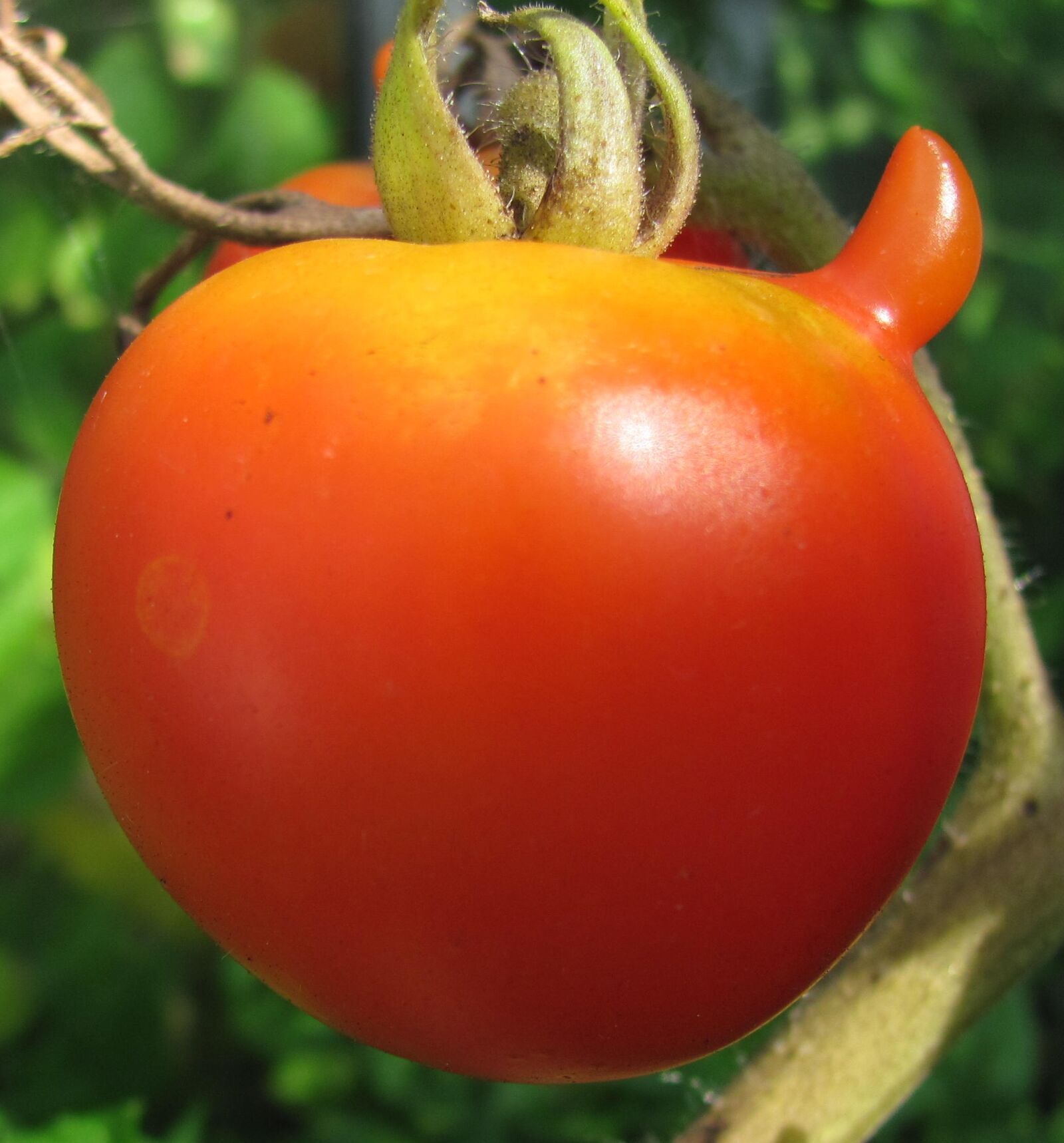 Canon PowerShot SX120 IS sample photo. Tomato, food crop, red photography