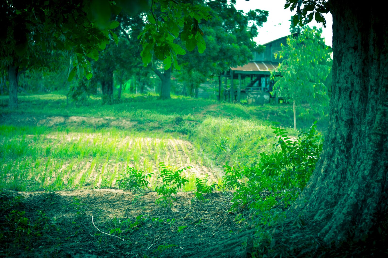 Canon EOS 700D (EOS Rebel T5i / EOS Kiss X7i) + Canon EF 50mm F1.8 STM sample photo. View, tree, the landscape photography