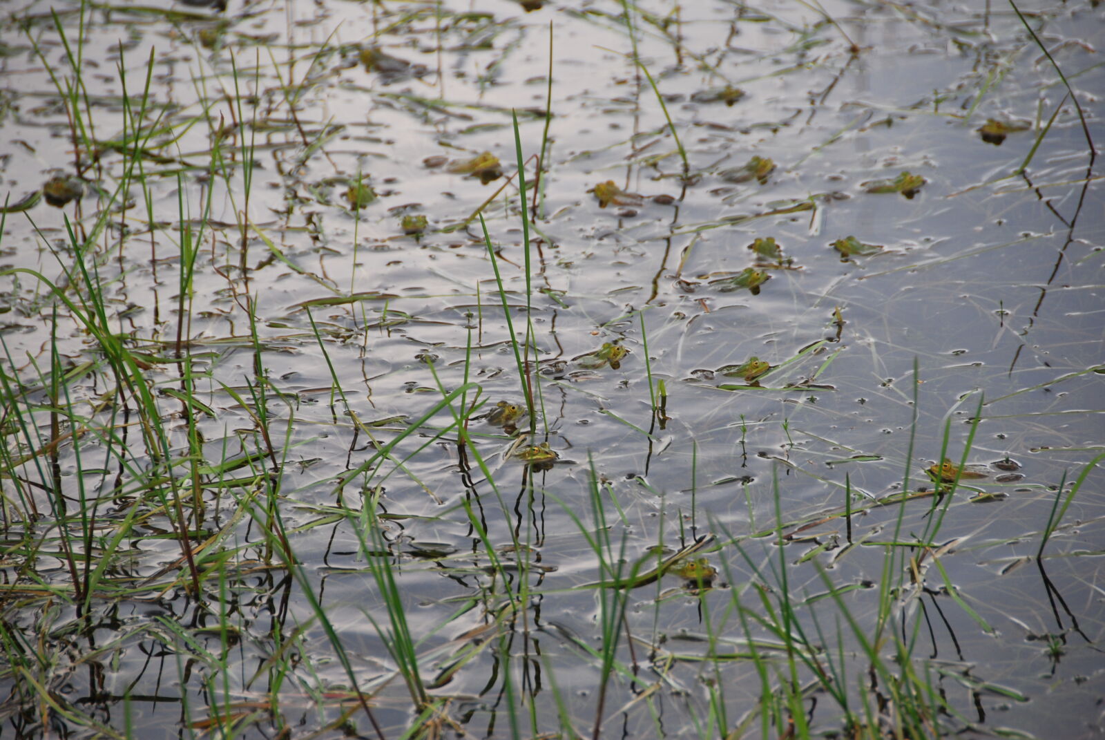 Nikon D40X sample photo. Frogs, pond photography