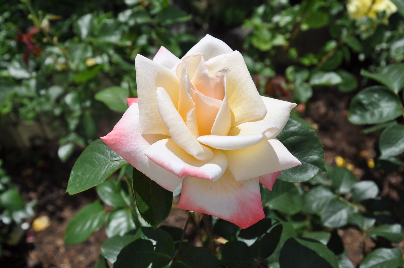 Nikon D5000 sample photo. Rose, white, rose bloom photography