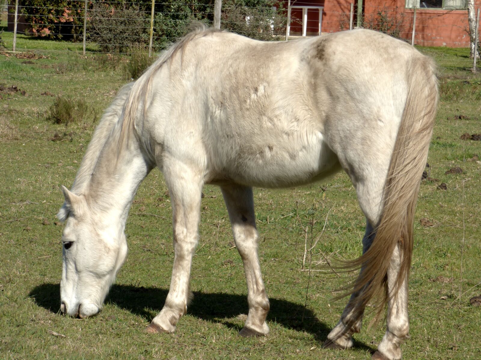 Panasonic Lumix DMC-FZ70 sample photo. Equine, dapple, eating photography