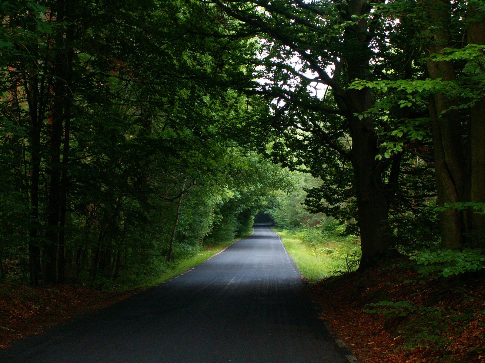 KONICA MINOLTA DiMAGE Z3 sample photo. Way, forest, the road photography