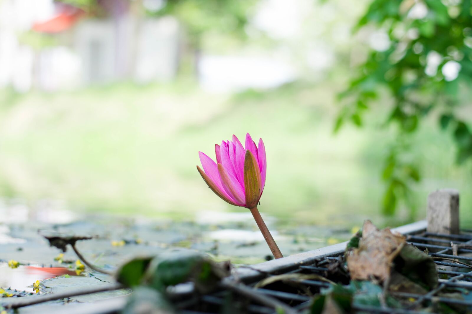 Nikon D5300 sample photo. Lotus, poolside photography