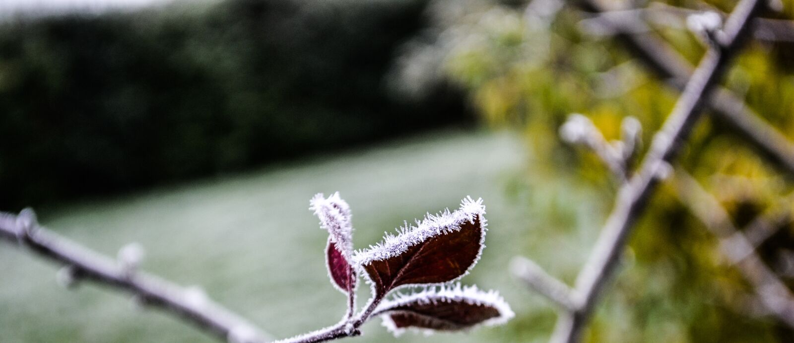 Nikon D3100 sample photo. Gel, flower, winter photography