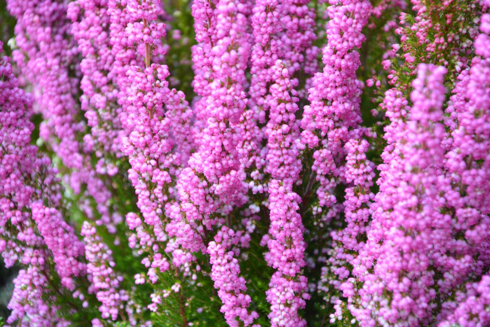 Nikon D5200 sample photo. Plant, plants, heather pink photography