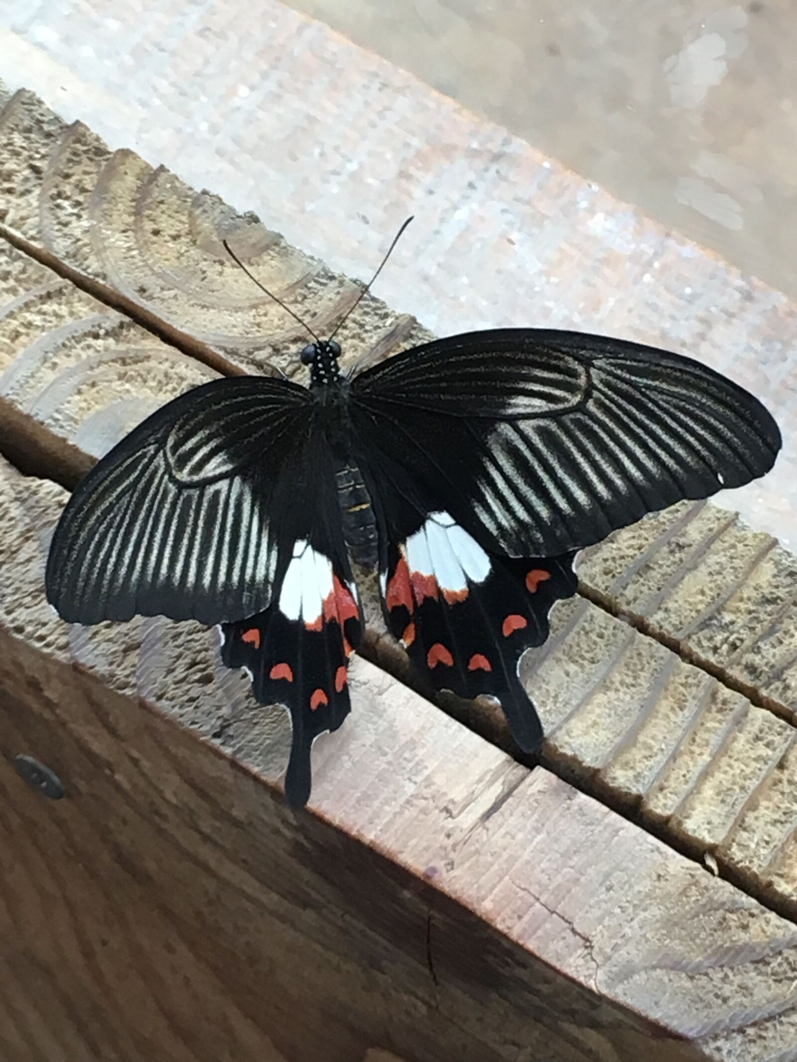 Apple iPhone 6s sample photo. Wood, butterfly, insect photography