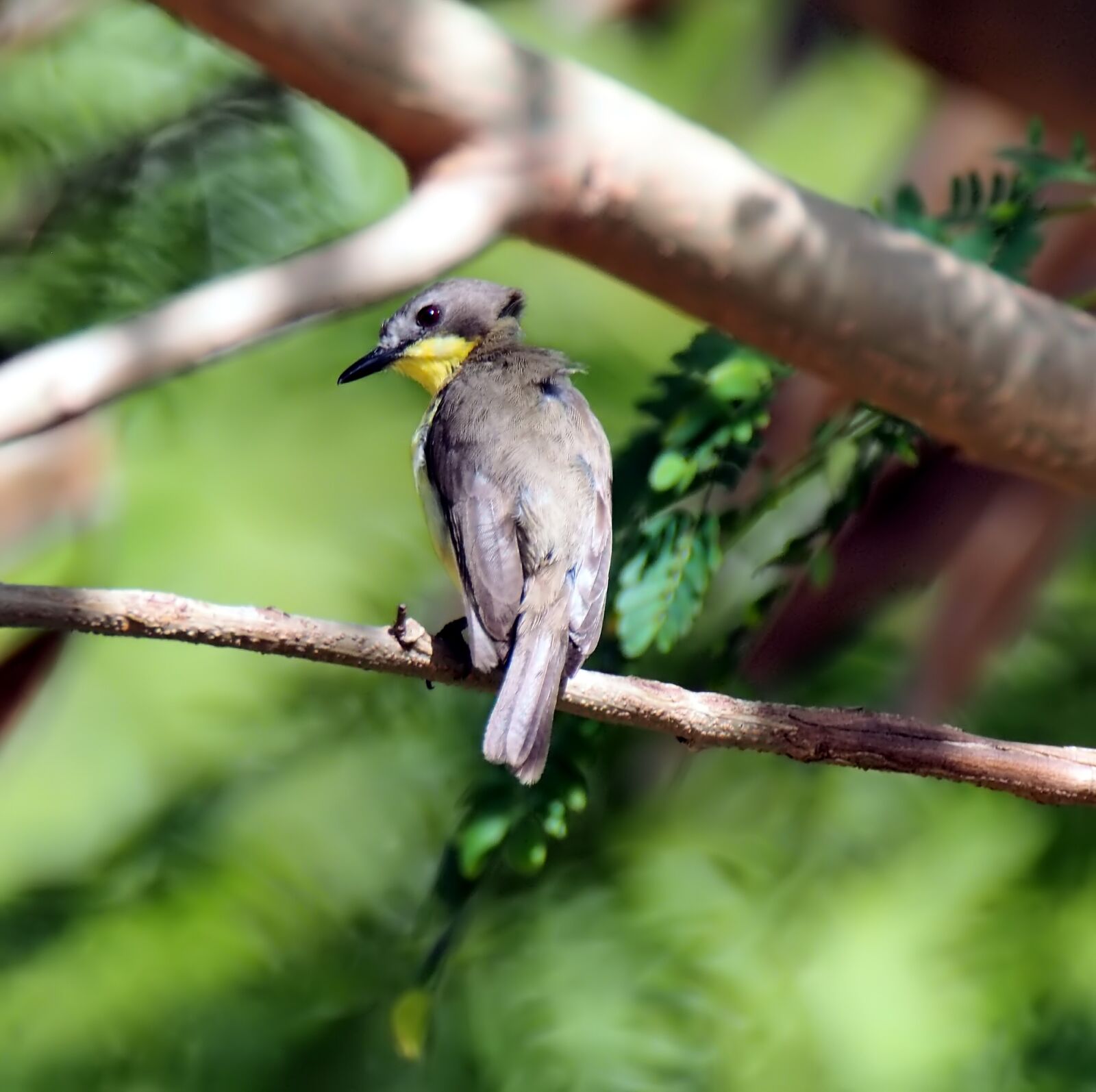 Olympus OM-D E-M1 sample photo. Bird, wildlife, nature photography
