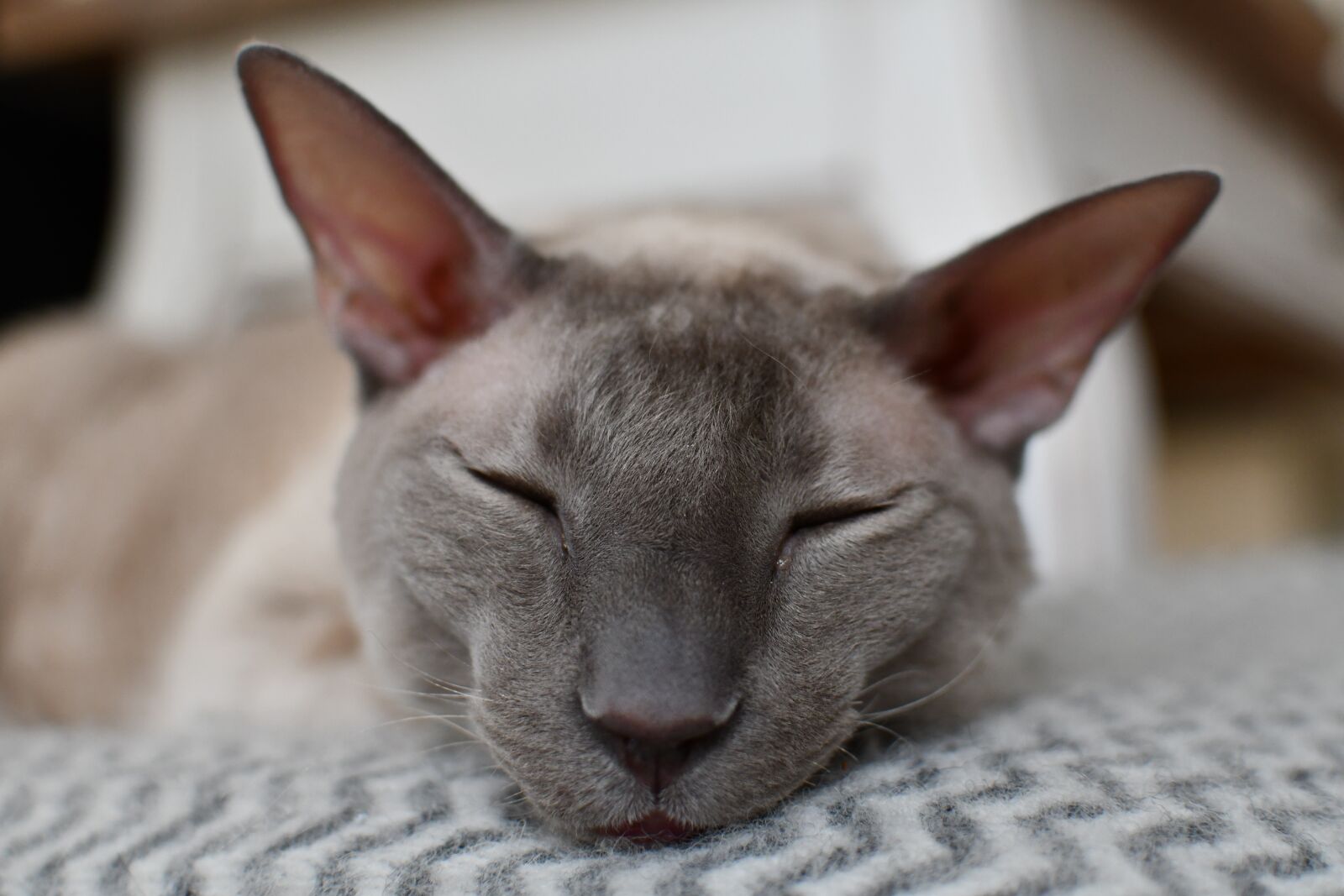 Nikon D7500 sample photo. Cat, cornish rex, sleepy photography