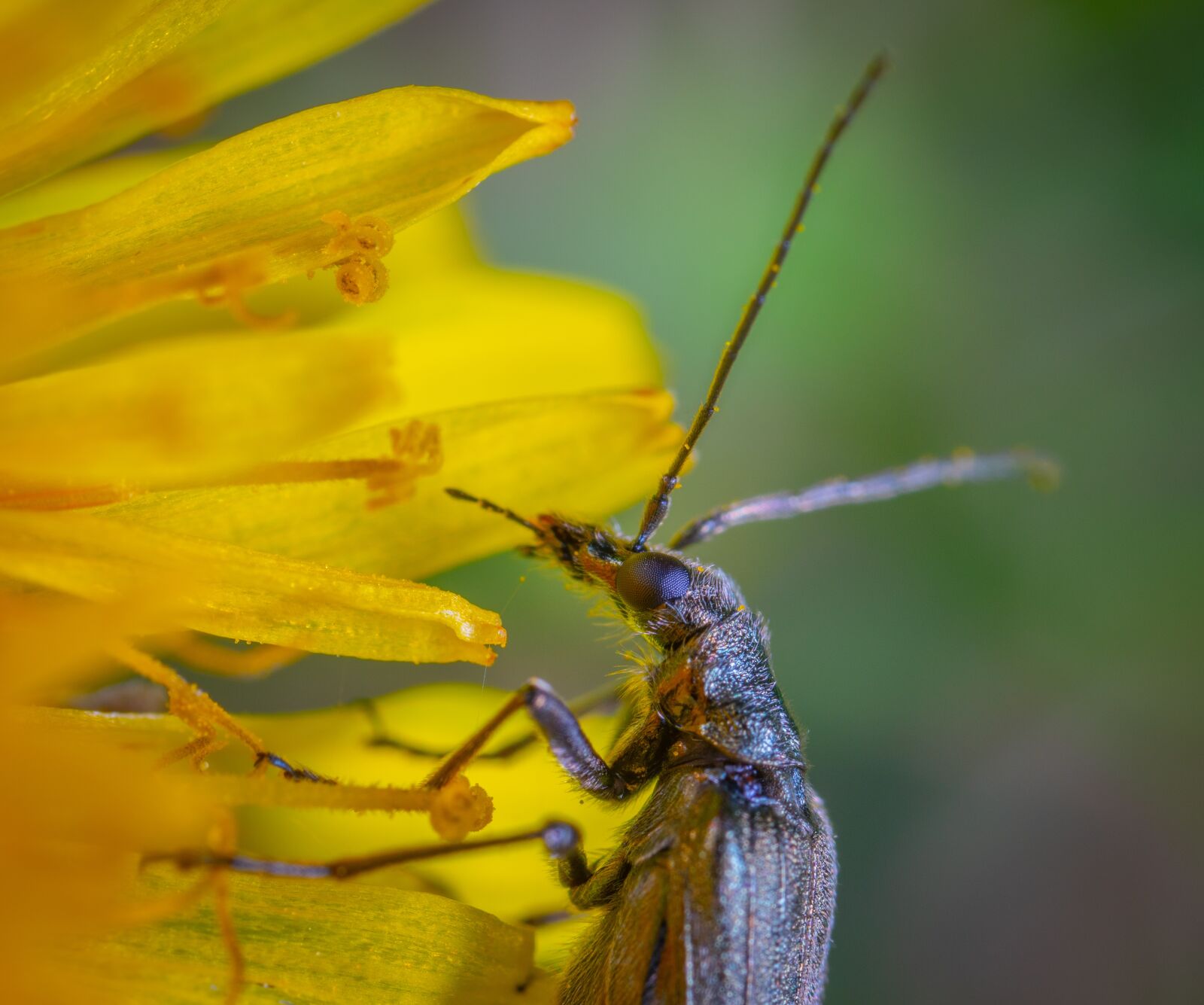 #124 65/2.8 sample photo. Insect, macro, beetle photography