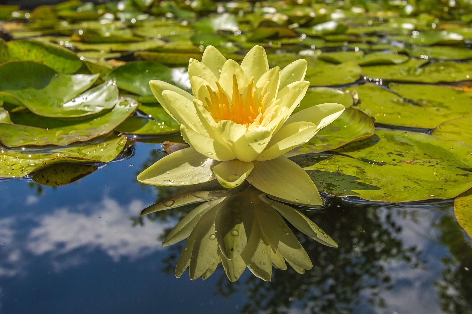 Canon EF-S 10-22mm F3.5-4.5 USM sample photo. Waterlily, lake, flora photography