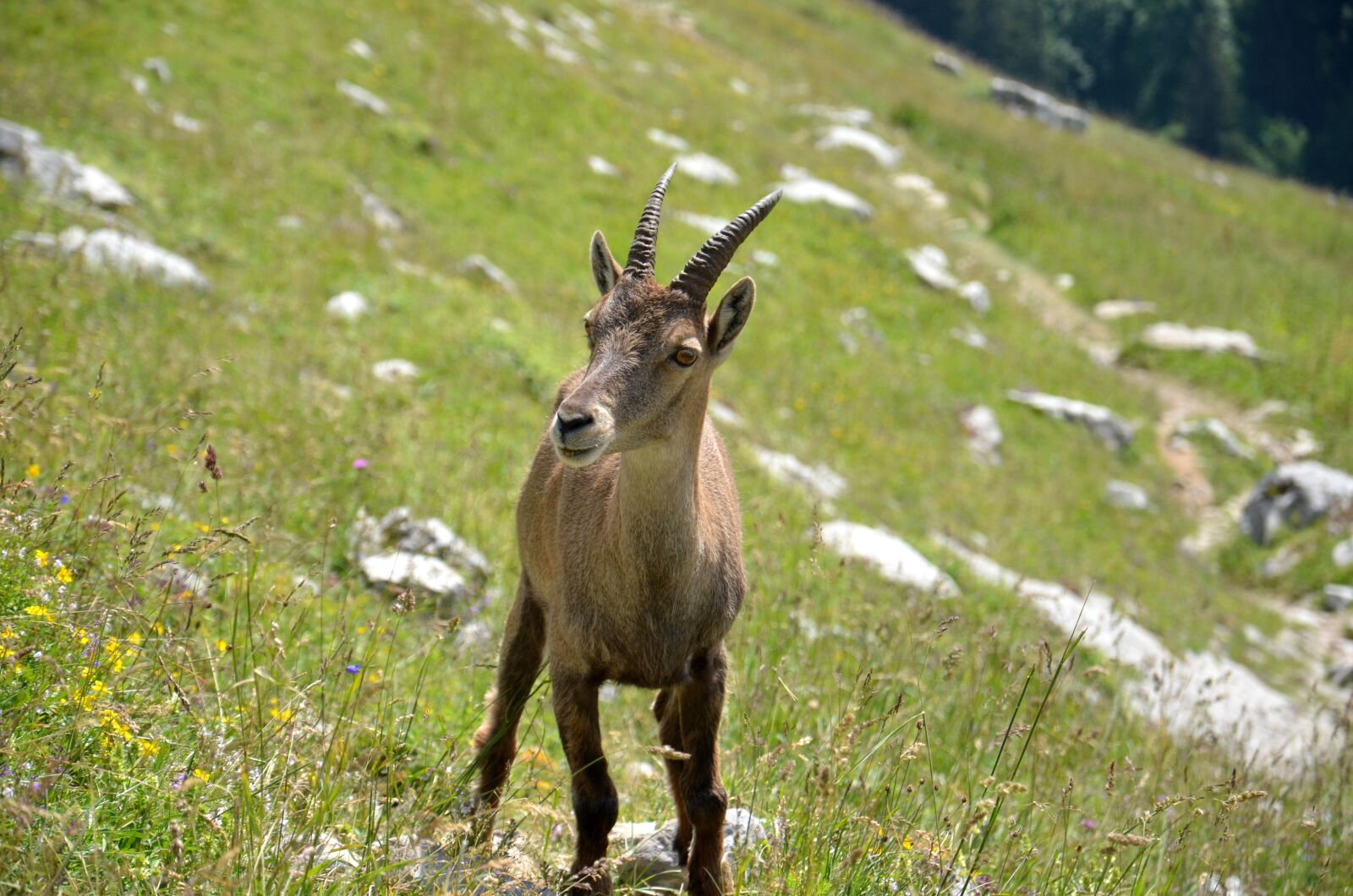 Nikon D5100 sample photo. Ibex, mammal, mammals photography