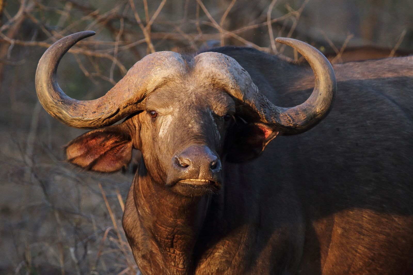 Tamron SP 150-600mm F5-6.3 Di VC USD G2 sample photo. Buffalo, water buffalo, carabao photography