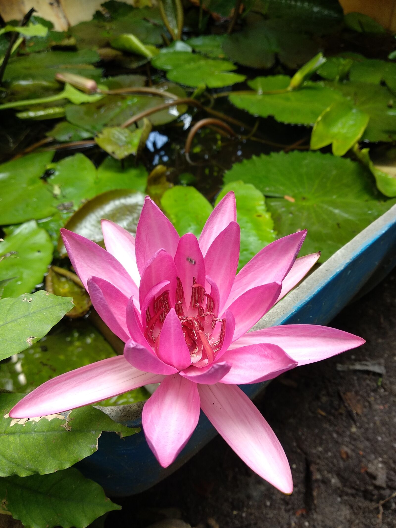 Xiaomi Mi A1 sample photo. Natural, flower, plant photography