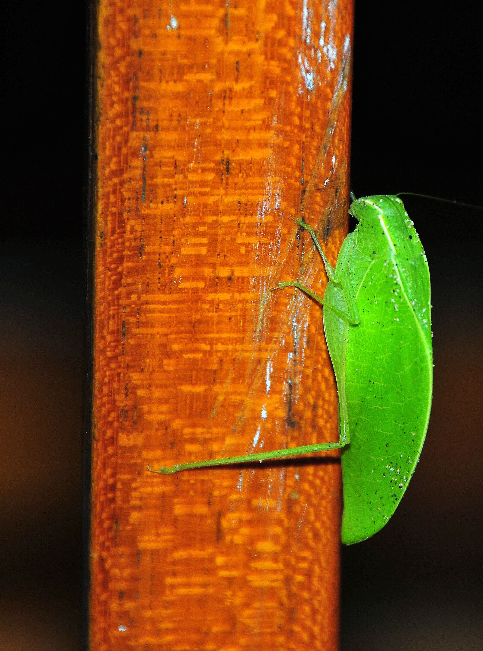 Nikon D300 sample photo. Grasshopper sheet, pseudophyllinae, insect photography