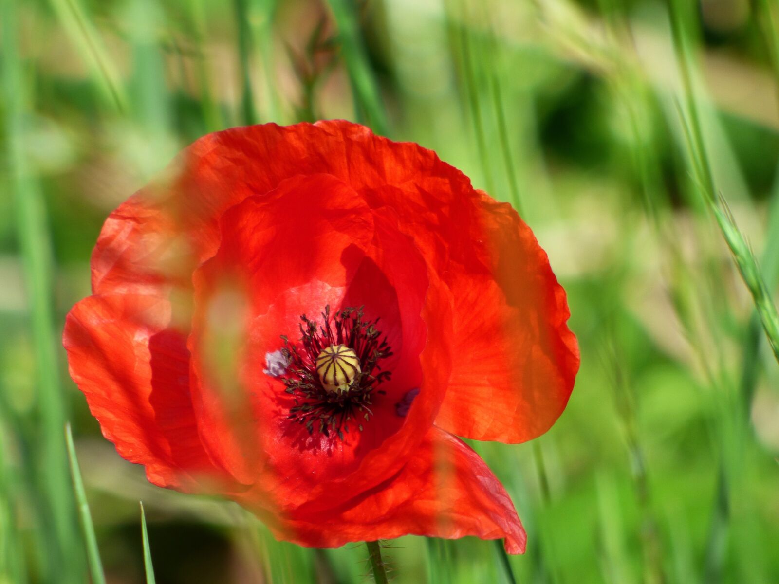 Panasonic DMC-FZ72 sample photo. Flower, poppy, red photography