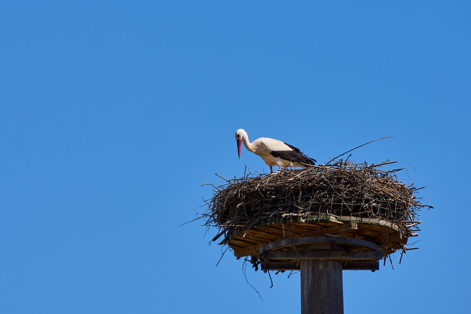 Sony E 55-210mm F4.5-6.3 OSS sample photo. Stork, storchennest, bird photography