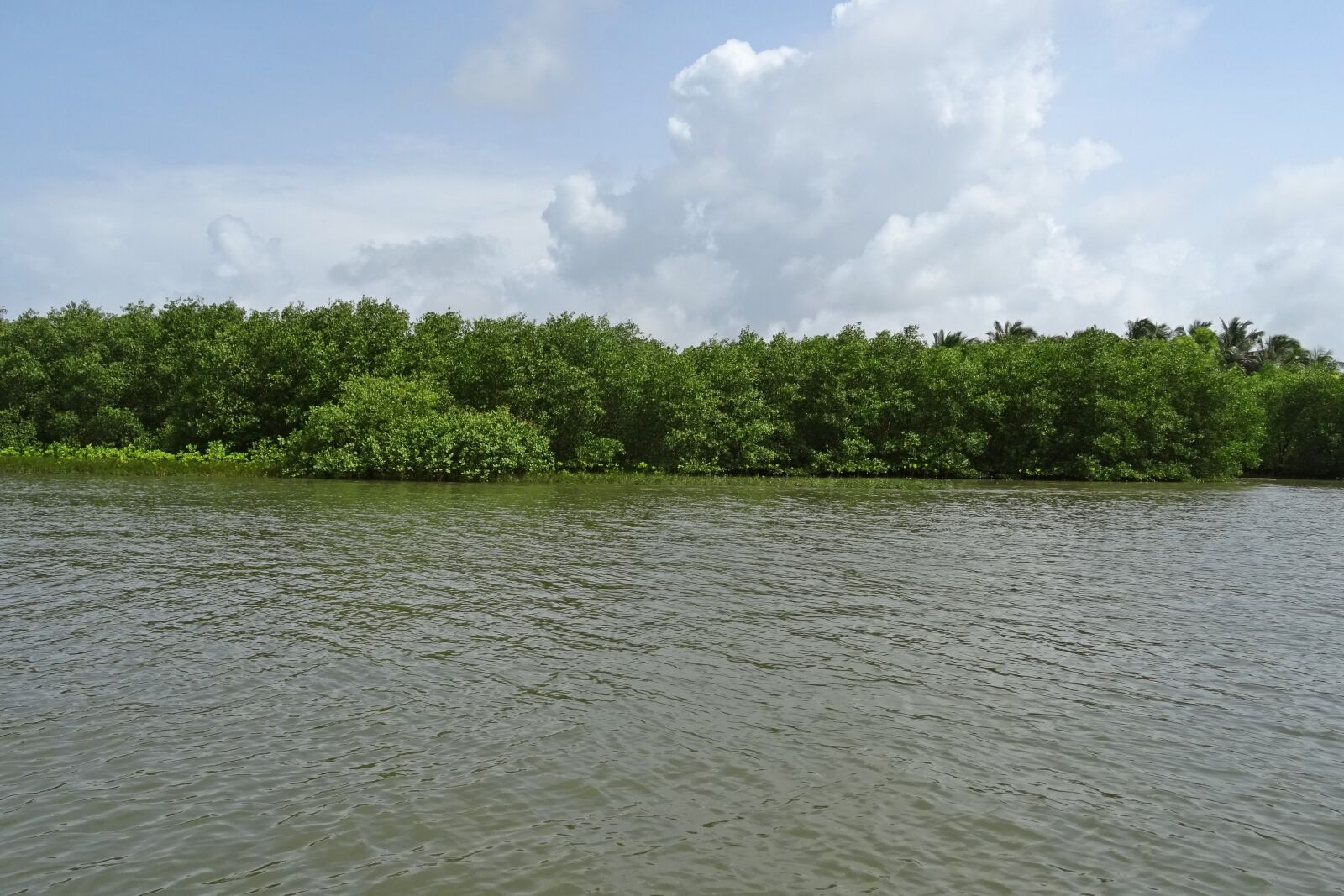 Sony DSC-HX60V sample photo. Forest, mangroves, estuary photography