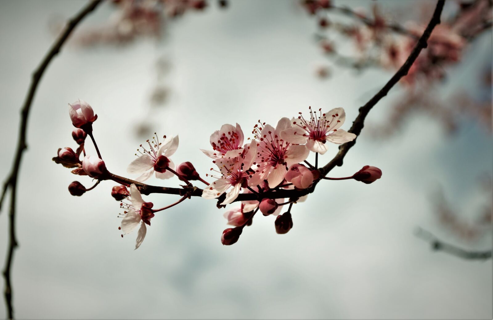 Nikon D5000 sample photo. Flower, spring, flowers photography