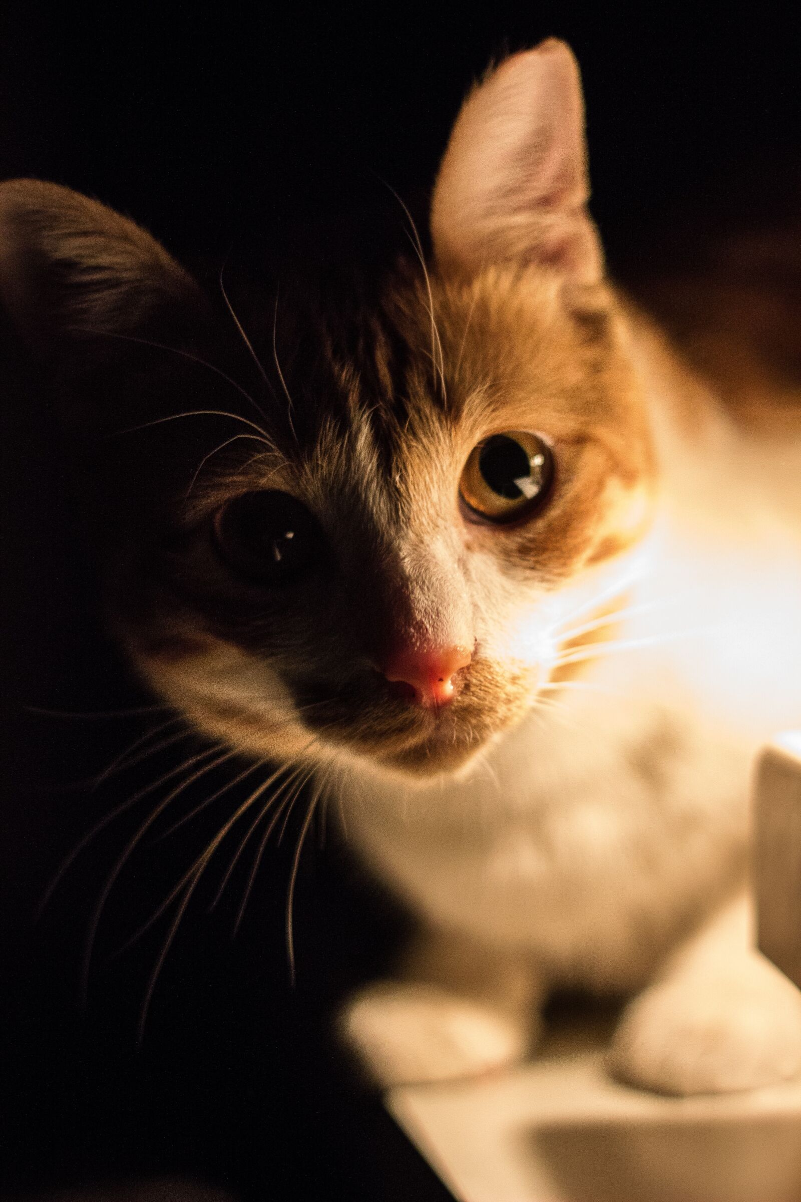 Canon EOS 600D (Rebel EOS T3i / EOS Kiss X5) + Canon EF 50mm F1.8 II sample photo. Cat, animal, low light photography