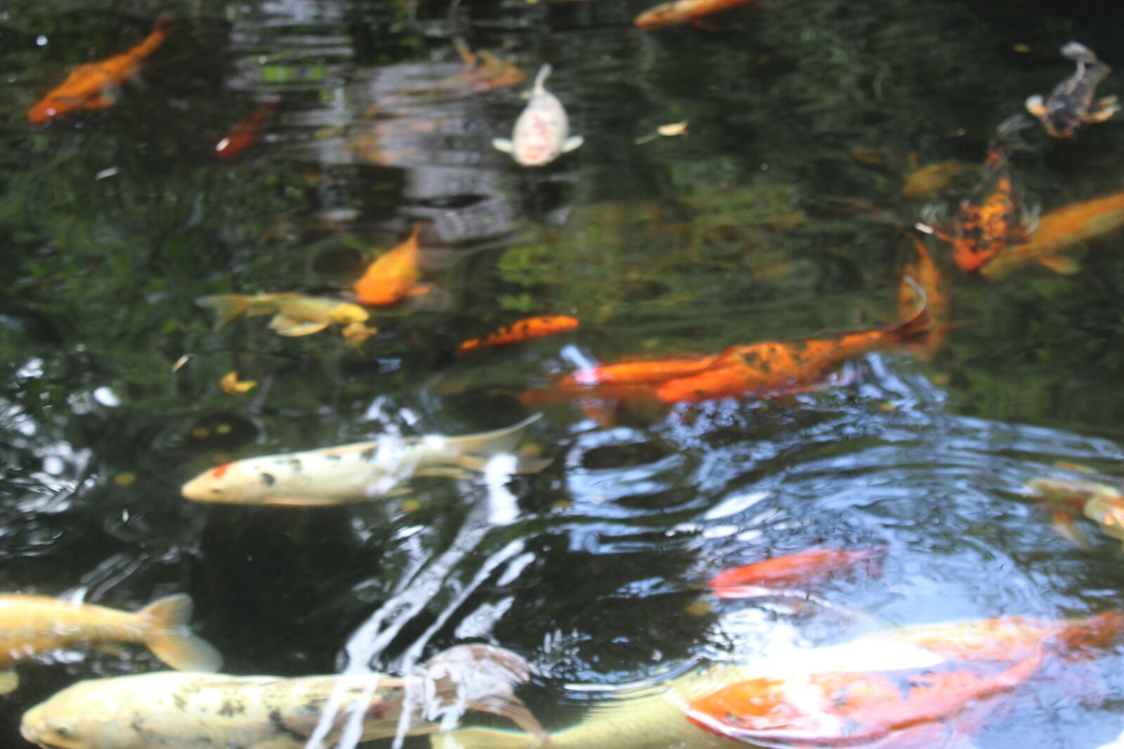 Canon EOS 1300D (EOS Rebel T6 / EOS Kiss X80) sample photo. Koi, peces, soul photography