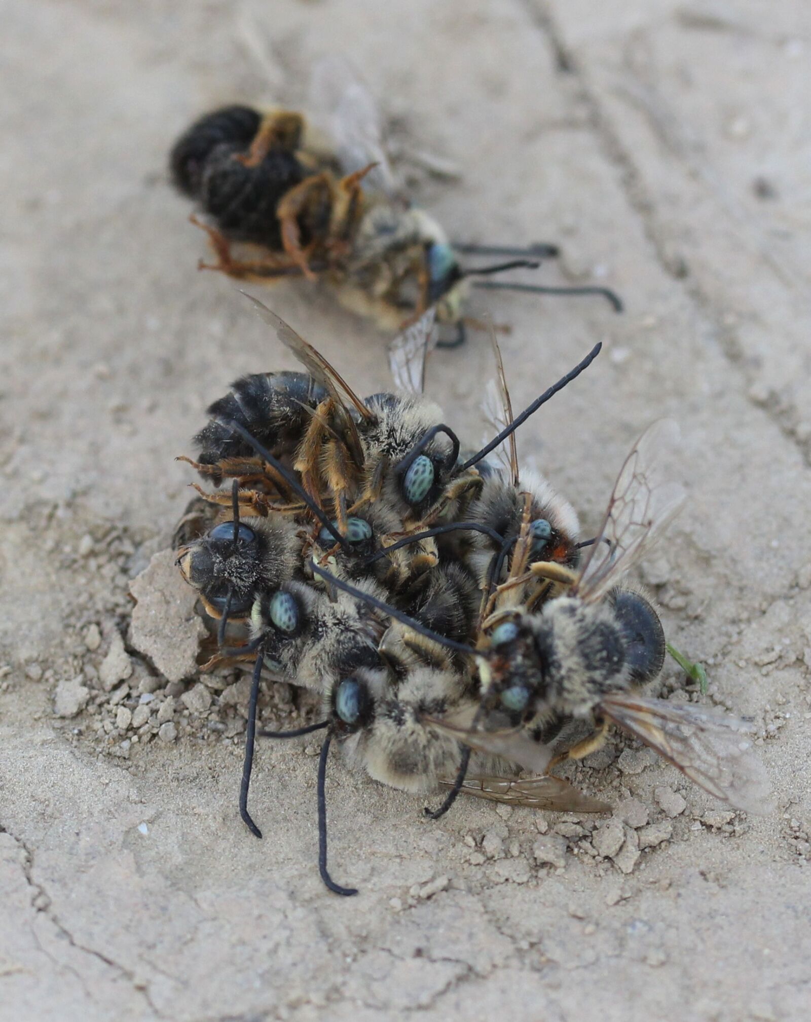 Canon EF-S 60mm F2.8 Macro USM sample photo. Bee, struggle, insecta photography
