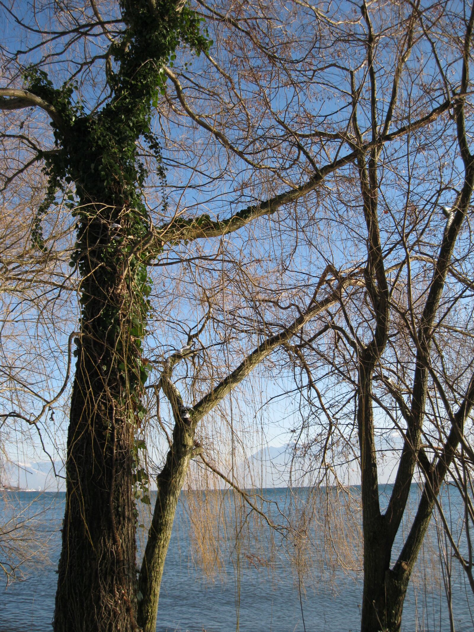 Canon POWERSHOT A3150 IS sample photo. Lake, tree, landscape photography
