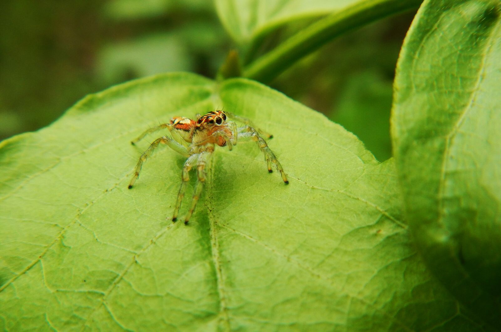 Nikon Coolpix AW110 sample photo. Spider, web, predator photography