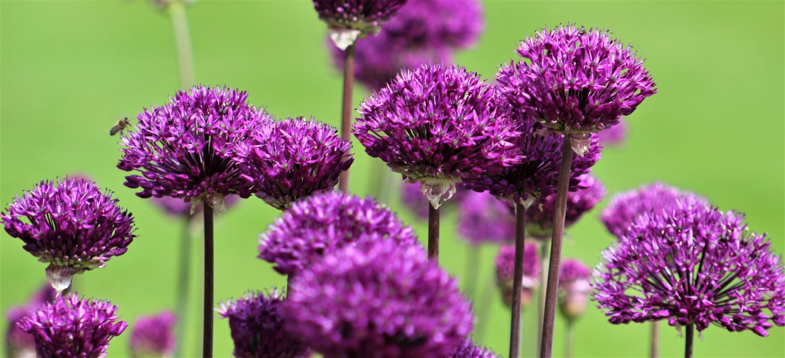 Canon EF75-300mm f/4-5.6 sample photo. Nature, flora, flower photography
