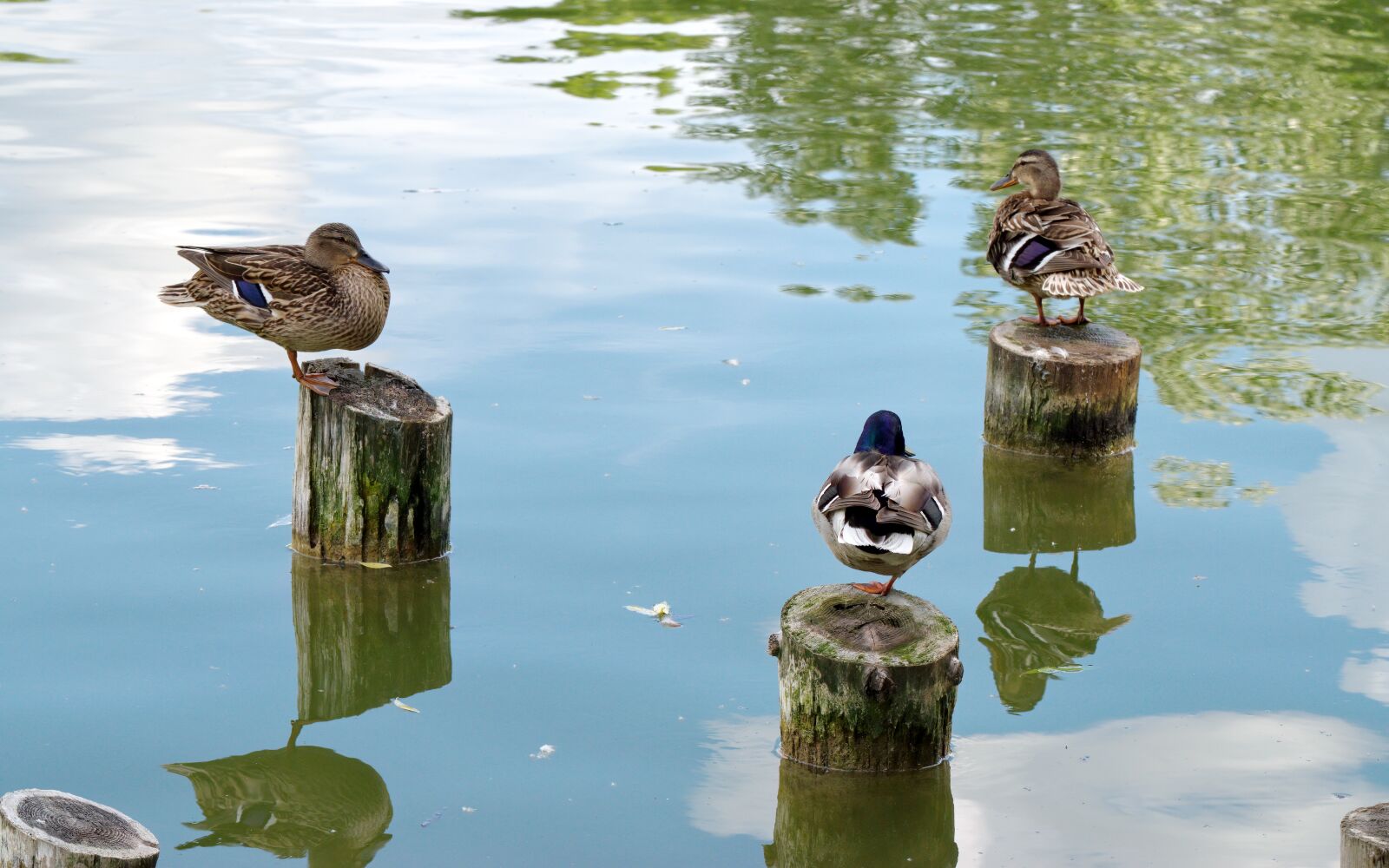 Nikon D5300 sample photo. Birds, ducks, male photography