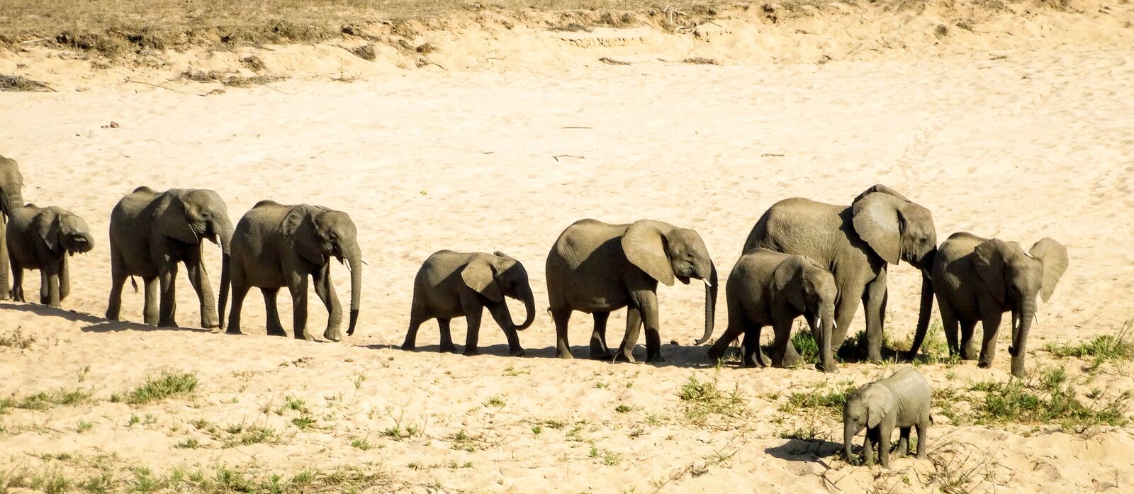 Sony Cyber-shot DSC-HX300 sample photo. Elephant, wildlife, safari photography
