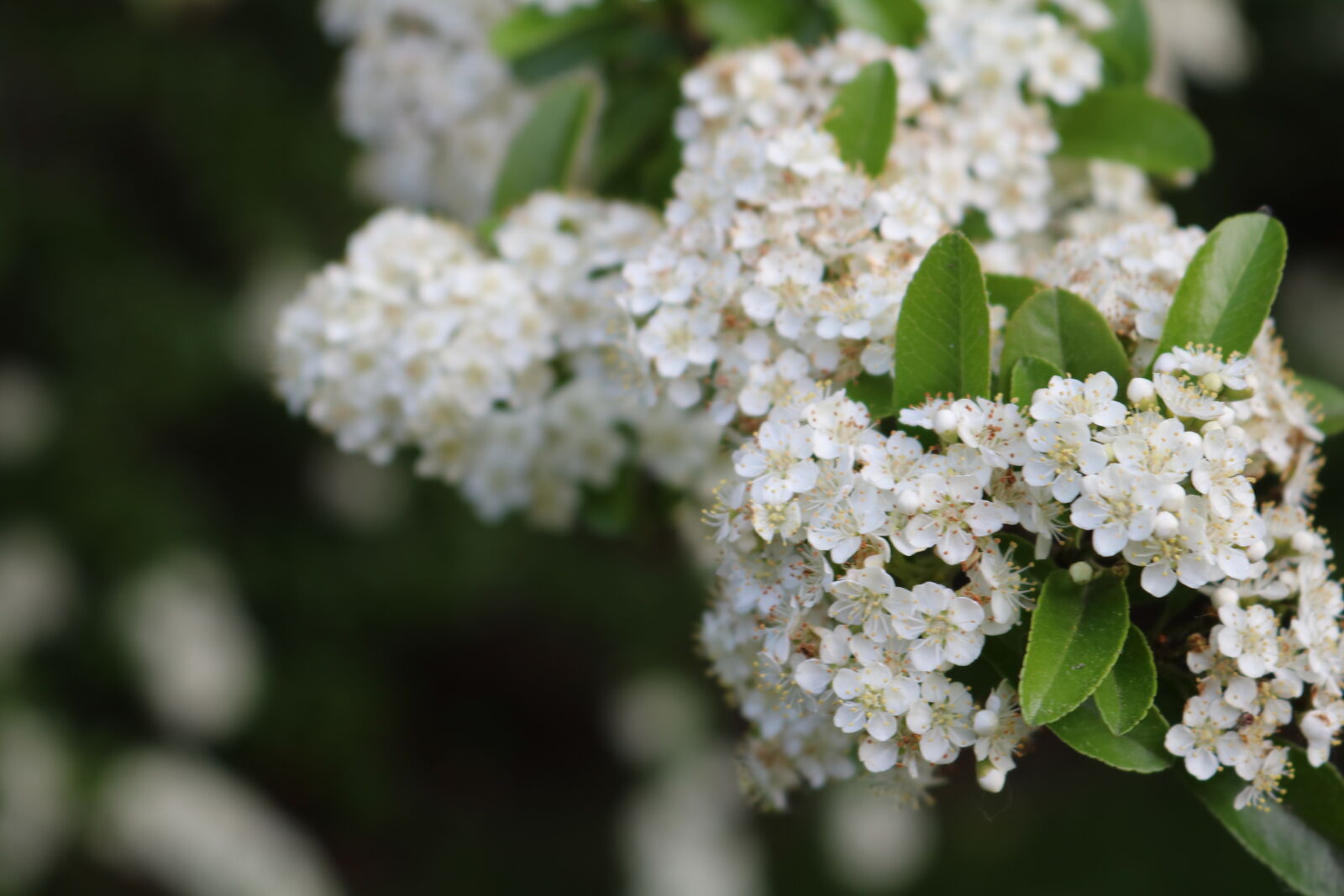 Canon EOS 750D (EOS Rebel T6i / EOS Kiss X8i) sample photo. Background, beauty, in, nature photography