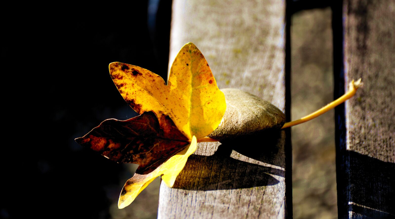 Nikon D610 sample photo. Leaf, autumn, autumn leaf photography