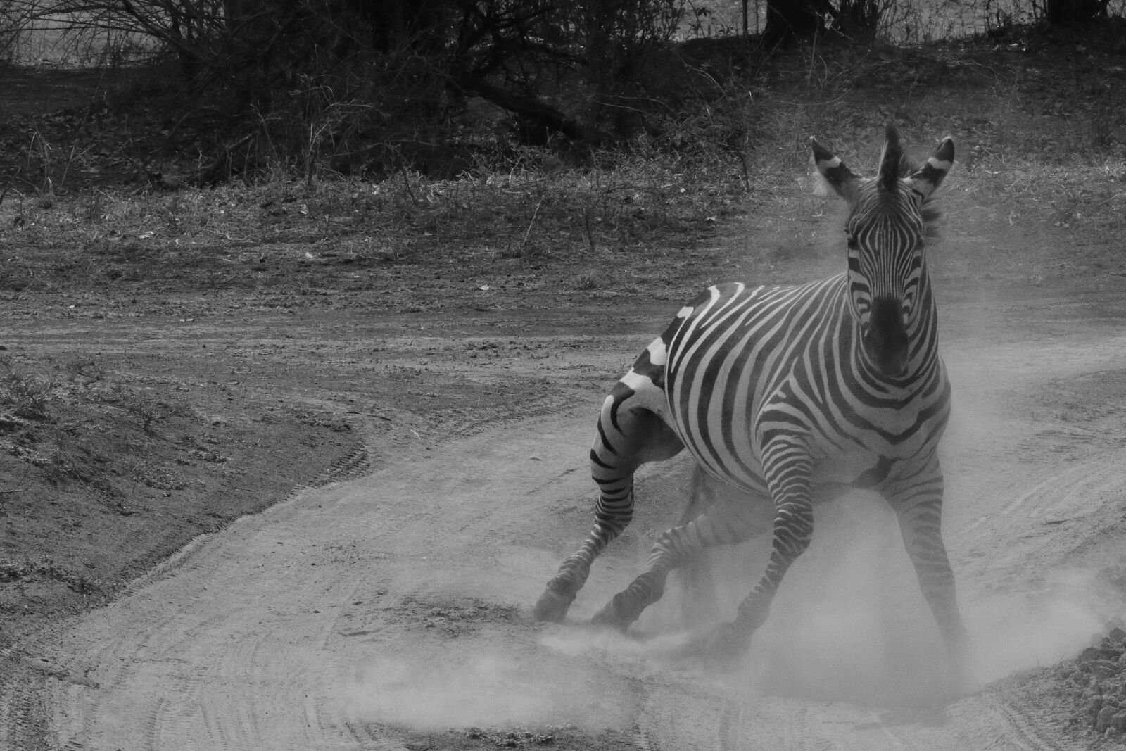 Tamron SP 150-600mm F5-6.3 Di VC USD G2 sample photo. Zebra, stripes, mammal photography