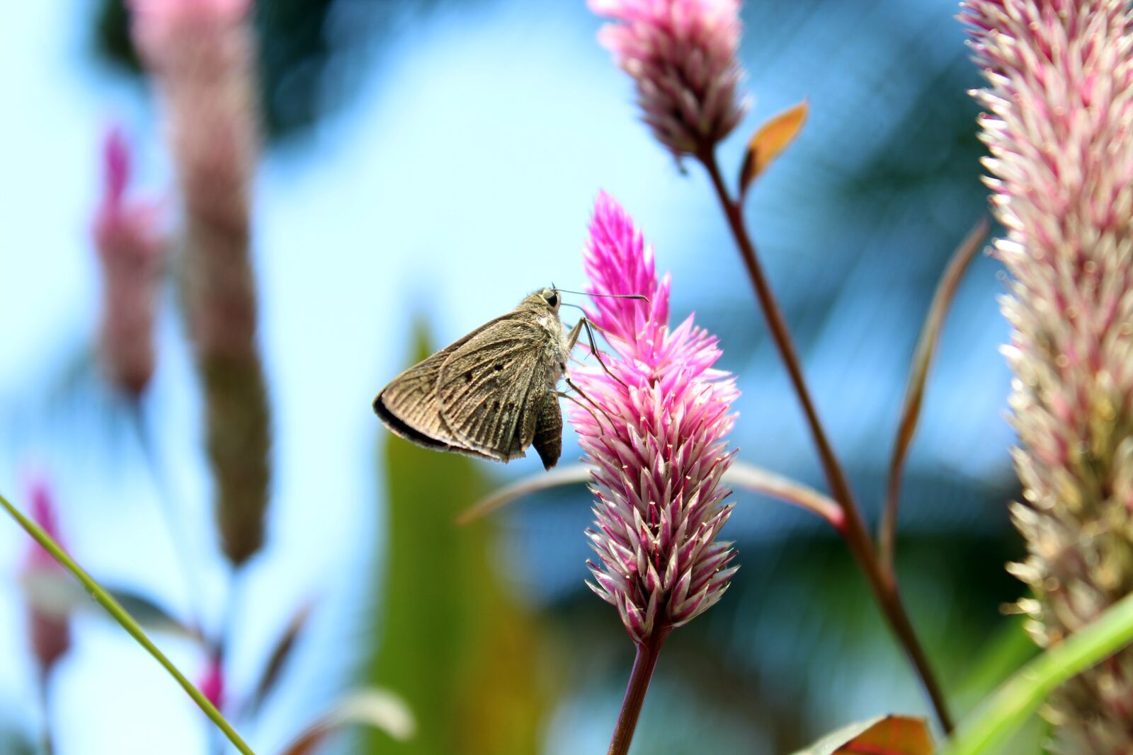 Canon EOS 1300D (EOS Rebel T6 / EOS Kiss X80) sample photo. Nature, flower, flora photography