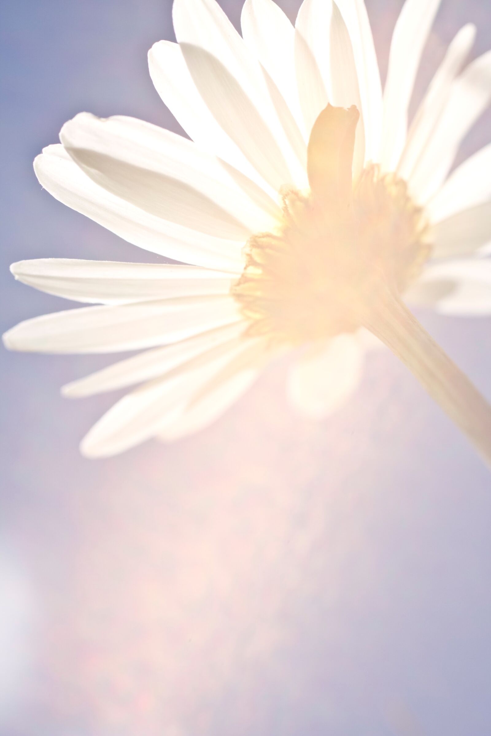 Canon EOS 7D + Sigma 50mm f/2.8 EX sample photo. Backlight, daisy, flower, pastels photography