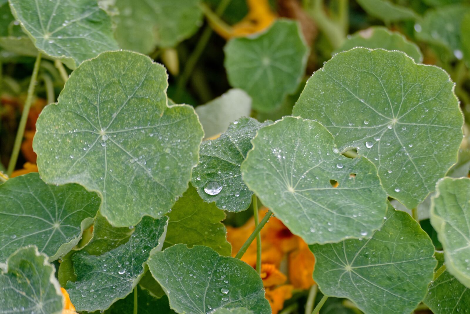 Nikon D5200 sample photo. Nasturtium, nasturtiums, foliage photography