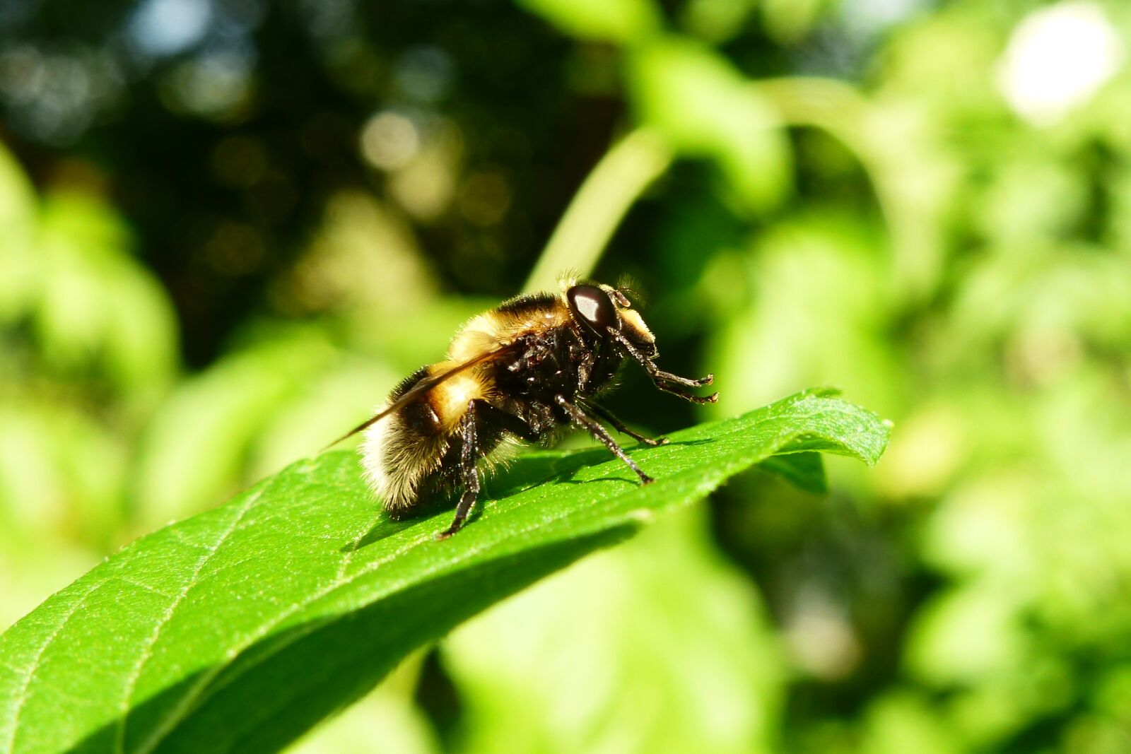 Panasonic Lumix DMC-FZ200 sample photo. Animals, invertebrates, insect photography