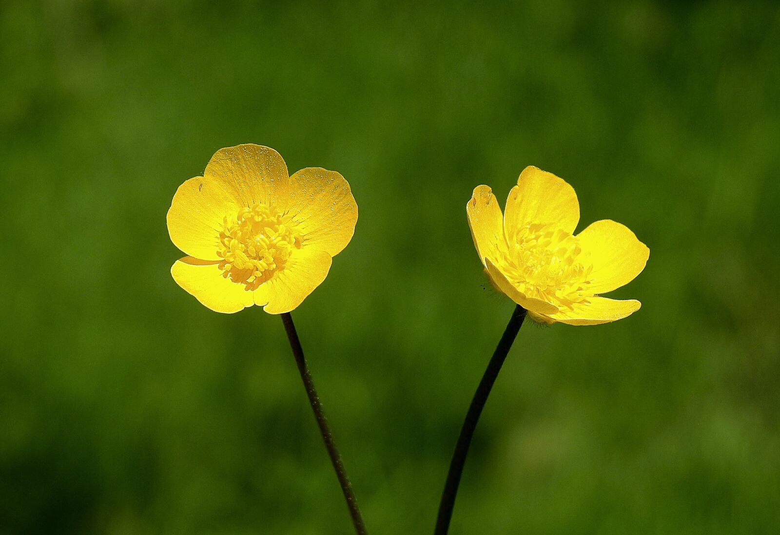 Nikon Coolpix P900 sample photo. Kaczeniec, yellow, meadow photography