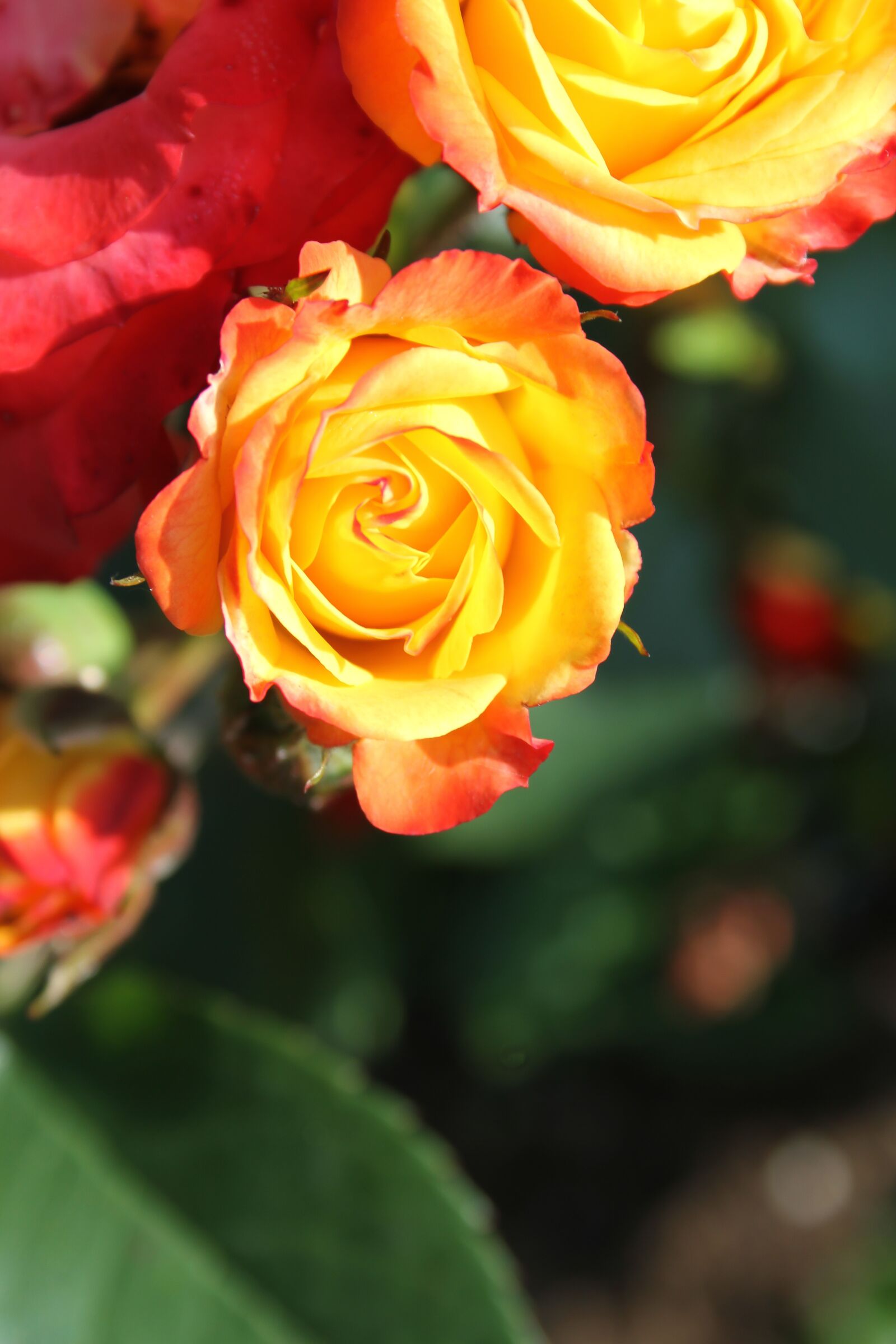 Canon EOS 7D + Canon EF-S 18-55mm F3.5-5.6 II sample photo. Flower, rose, nature photography