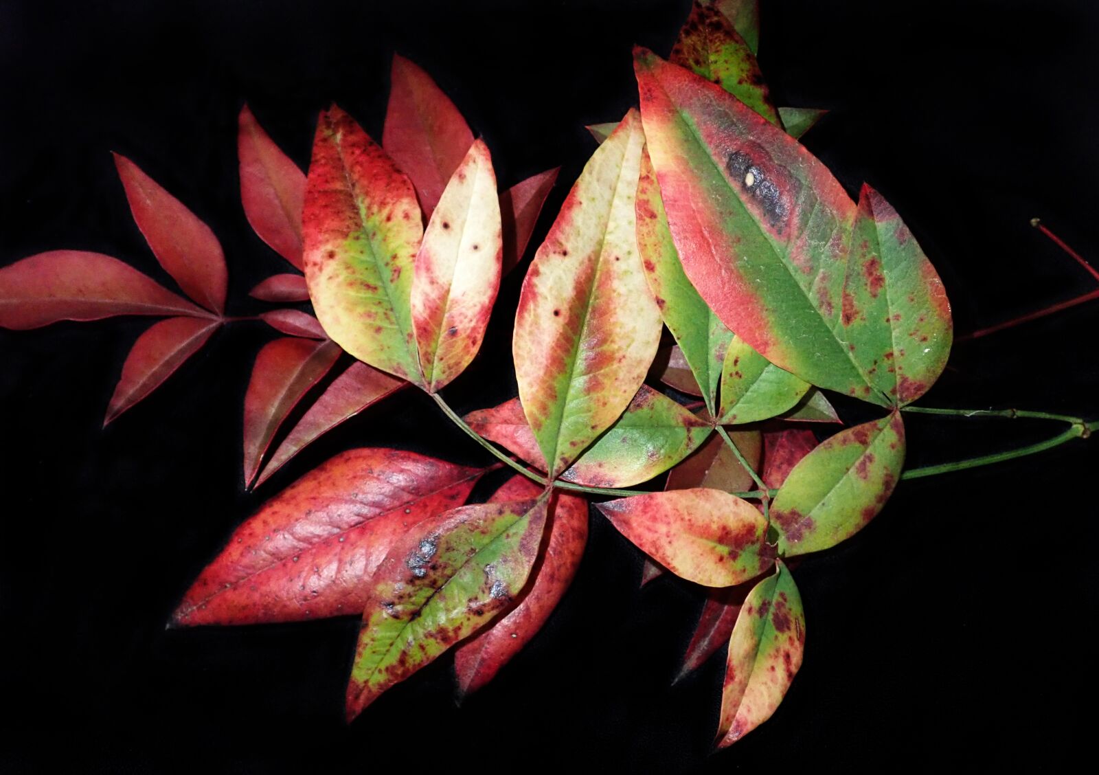 Olympus TG-5 sample photo. Leaves, bamboo, autumn photography